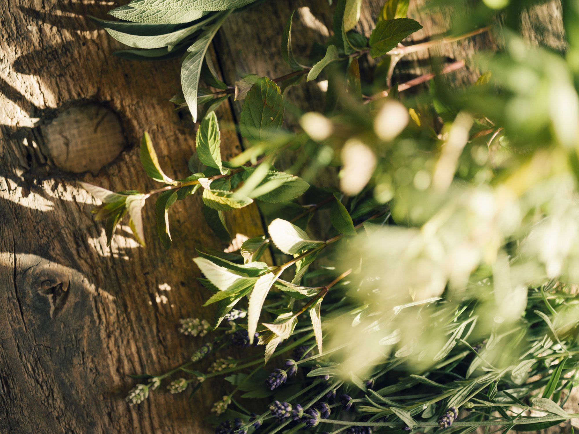 Čerstvé bylinky na drevenom stole v slnečnom svetle.