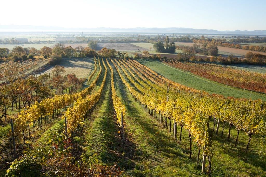 Vinohrady v Bad Fischau Brunn na jeseň s farebným lístím.