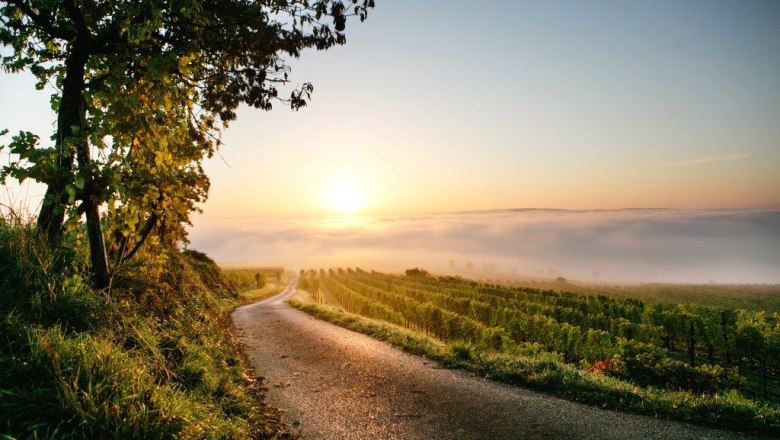 Jesenn&aacute; atmosf&eacute;ra vo vinohradoch v okol&iacute; Nu&szlig;dorfu, &copy; schwarz-koenig.at