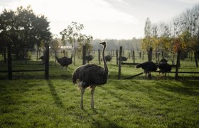 Ebner Ostrich Farm, &copy; Moststra&szlig;e, dochbodnliacht