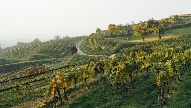 Wine culture Preiss, © Julius Hirtzberger