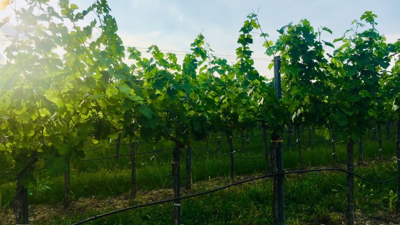 Vineyards, &copy; Fam. Ritz