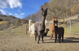 Alpaca enclosure at the Lechner adventure farm, © Alpakafarm und Erlebnisbauernhof Lechner