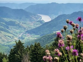 Jauerling-Runde 07: M&uuml;hldorf-Spitz, &copy; Wachau Inside