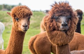 Alpakahof Sonnseitn, &copy; Sonnseitnhof