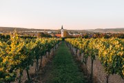 Langenlois, najväčšie vinárske mesto v Rakúsku, © Romeo Felsenreich