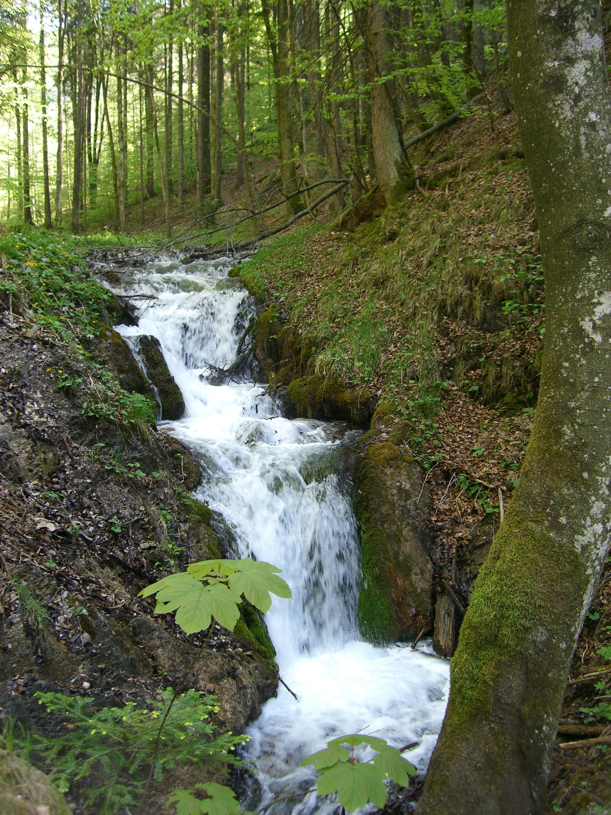 Malý vodopád v lese, obklopený stromami a machom.
