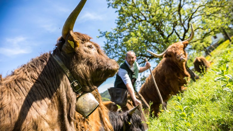 Biobauernhof Lacken, C Familie Blamauer (6), &copy; Familie Blamauer