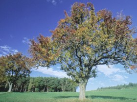 Foto: Archiv Waldviertel Tourismus, &copy; Waldviertel Tourismus