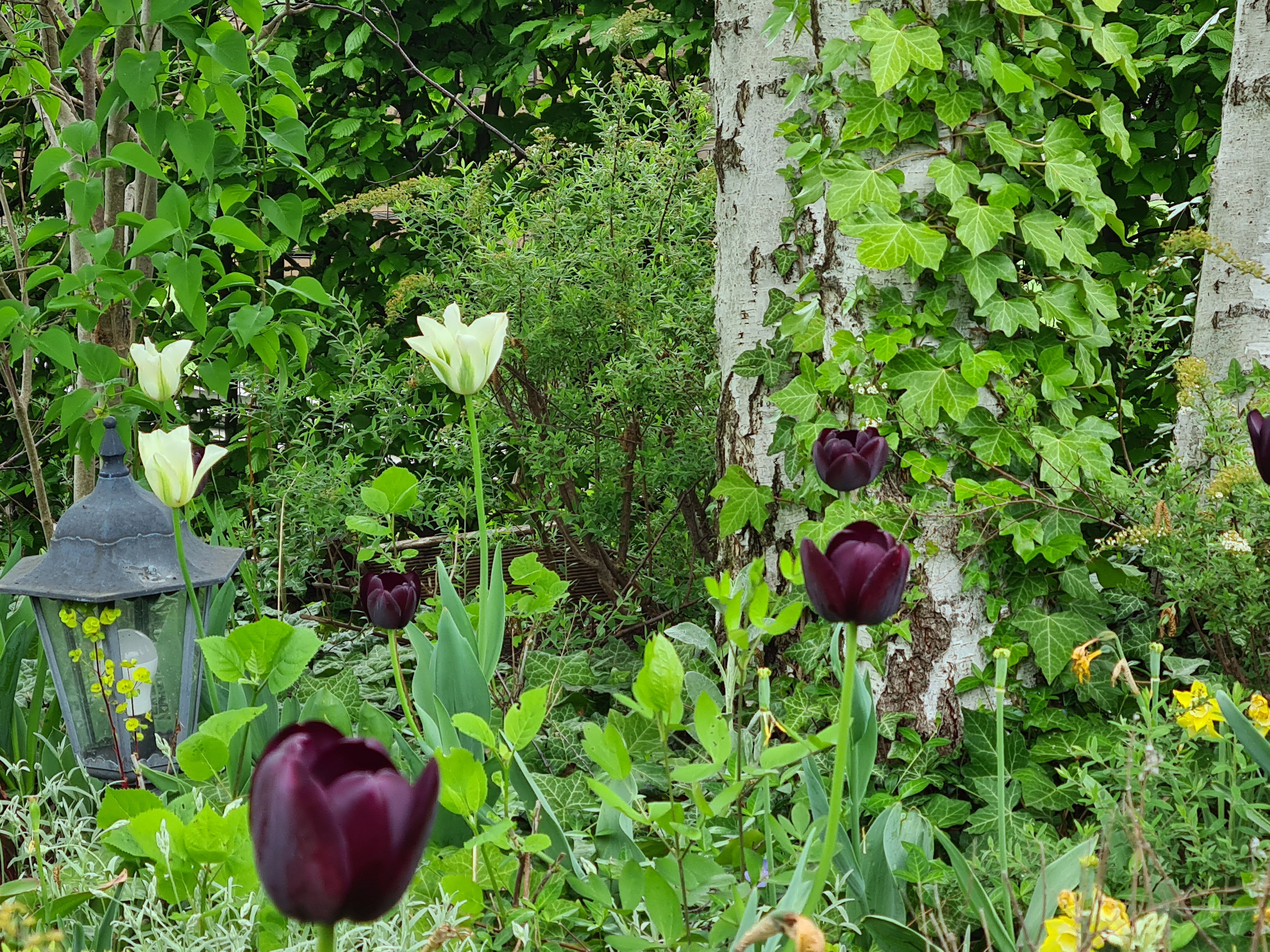 Záhrada s bielymi a tmavofialovými tulipánmi, brečtanom na strome a lampášom.