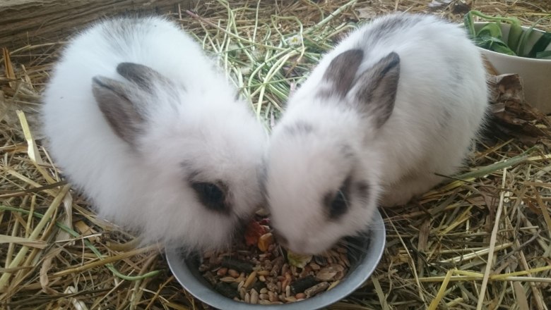 rabbit-x, © Christoph Mehofer