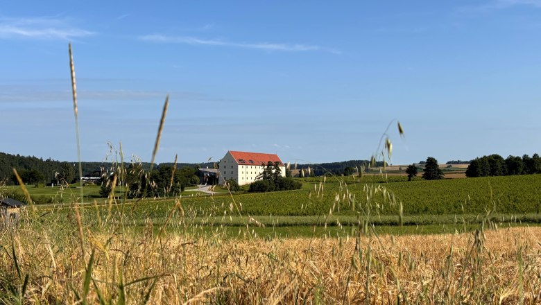 Zrno teraz, © korngut