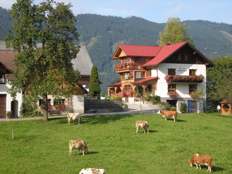 Farma s kravami na lúke pred tradičným domom v Alpách.