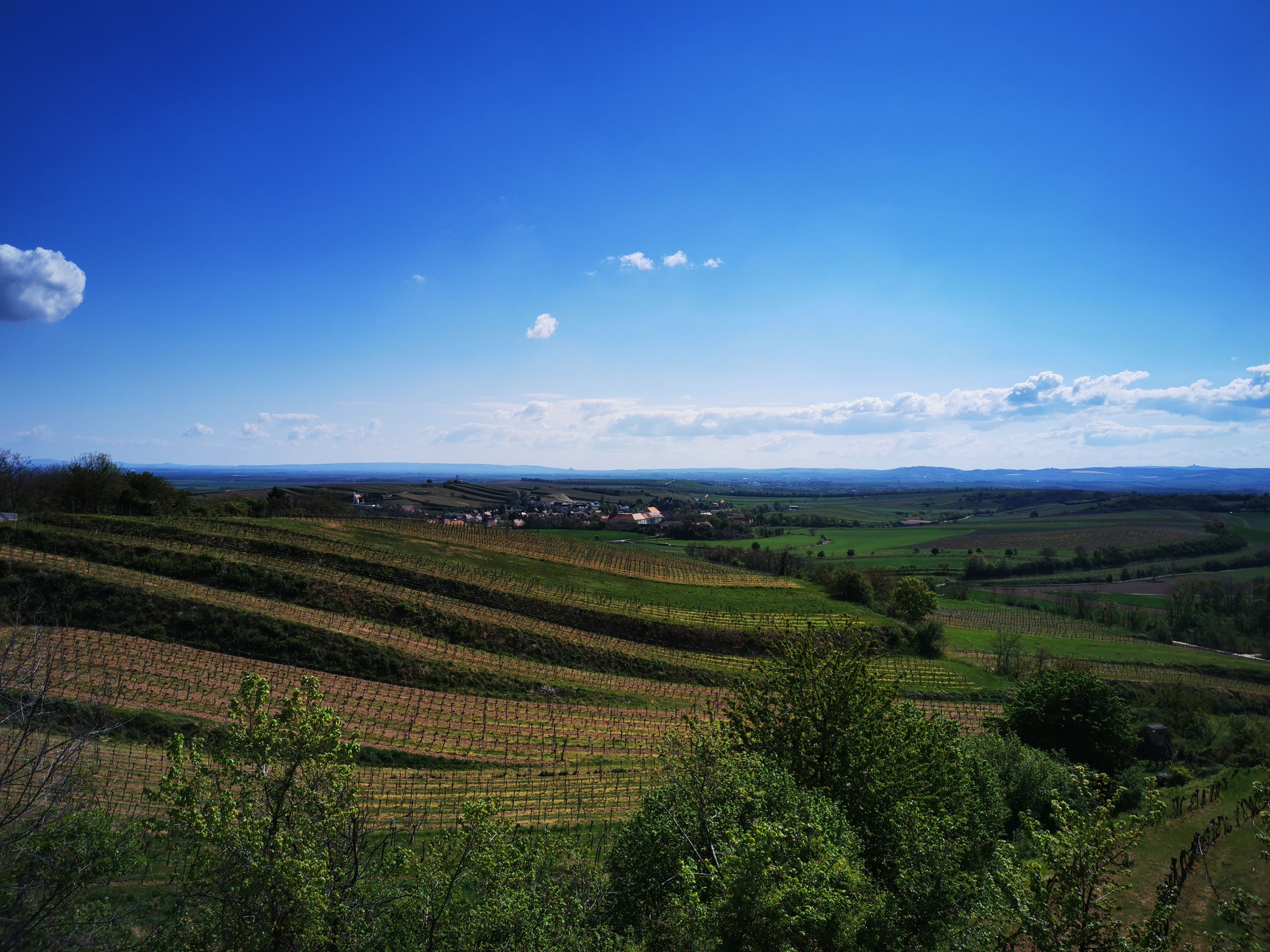 Vinohrady a krajina pod modrou oblohou vo Vösenau.