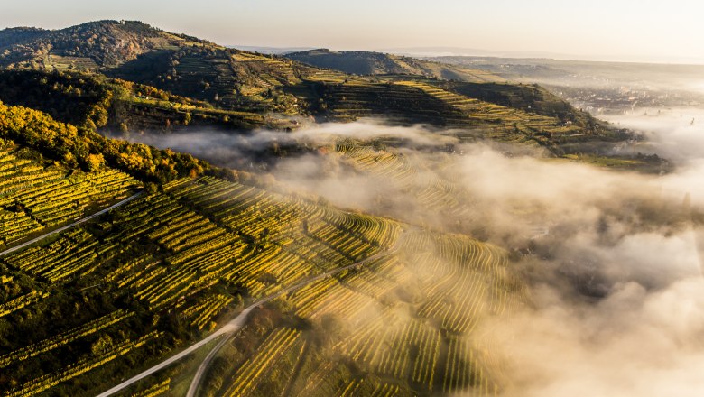 Keď sa objaví hmlou zahalená vinárska krajina., © Niederösterreich Werbung/Robert Herbst