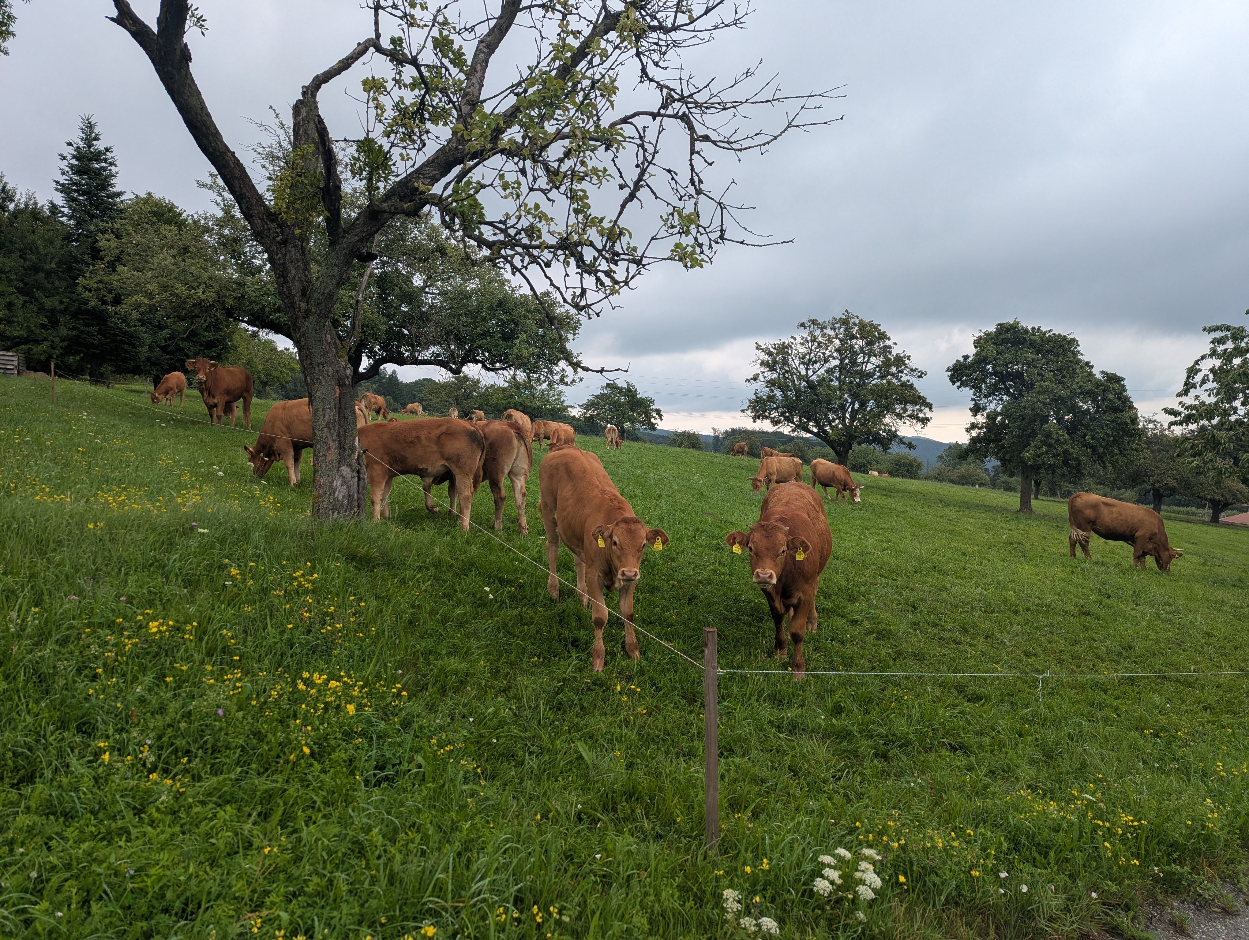 Kravy na zelenej pastvine so stromami a zamračenou oblohou.