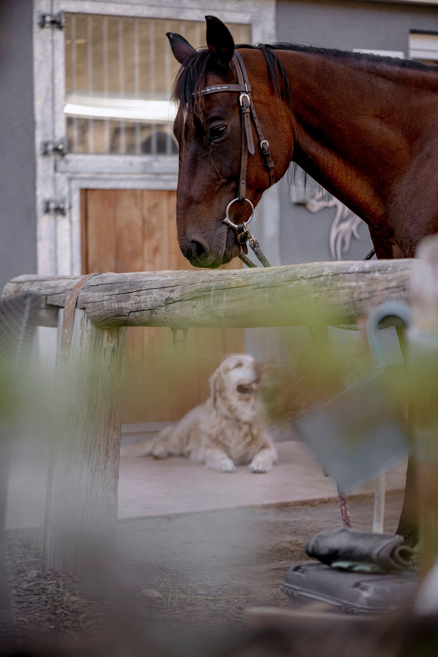 Hroch Campus, kôň a pes