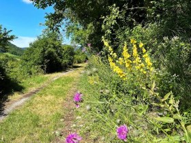 Entlang der Etappe 5, &copy; Wachau Inside