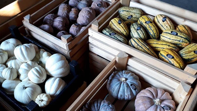 Pumpkin culture, &copy; K&uuml;rbis Kultur