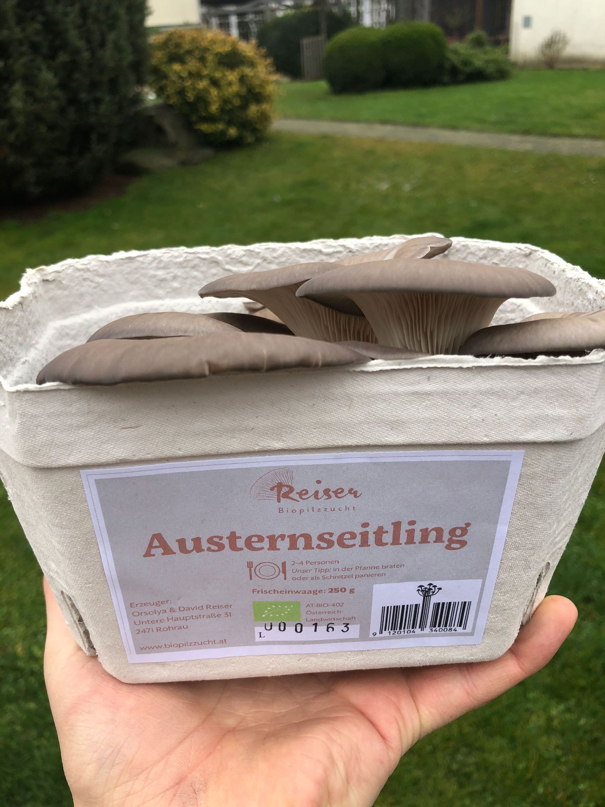 Reiserova hubárska farma, Rohrau, hliva ustricová