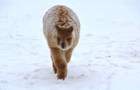 Alpaca, &copy; Crooked Creek Ranch Alpakas-Waldviertel