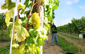Winery Thomas Herndler, &copy; Point of view-Robert Herbst