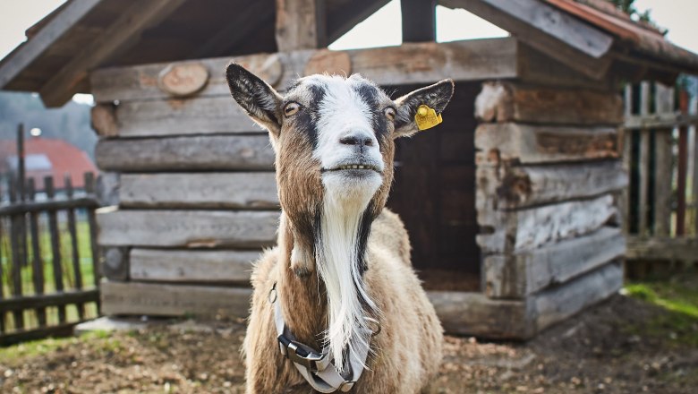 Koza stojí pred malou drevenou stajňou na farme.