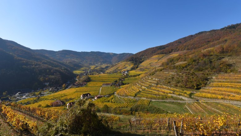 Vineyards in the Spitzer Graben, &copy; Fam. Piewald