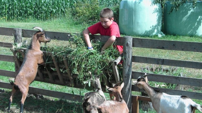 strassbauer_lothspieler_goat_feeding, © Lothspieler