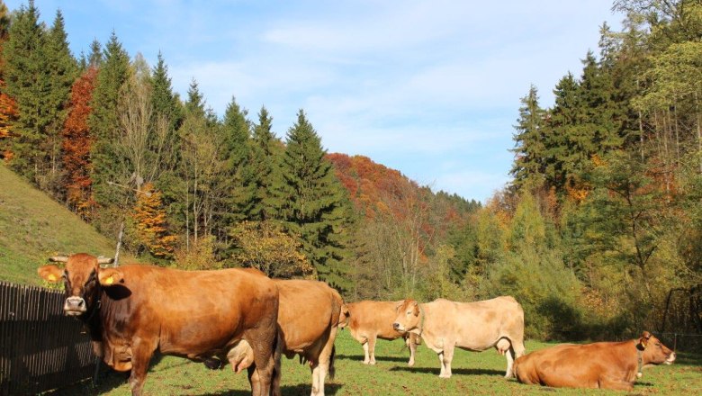 murbodner-cows-in-autumn, © zVg Fam. Fallmann