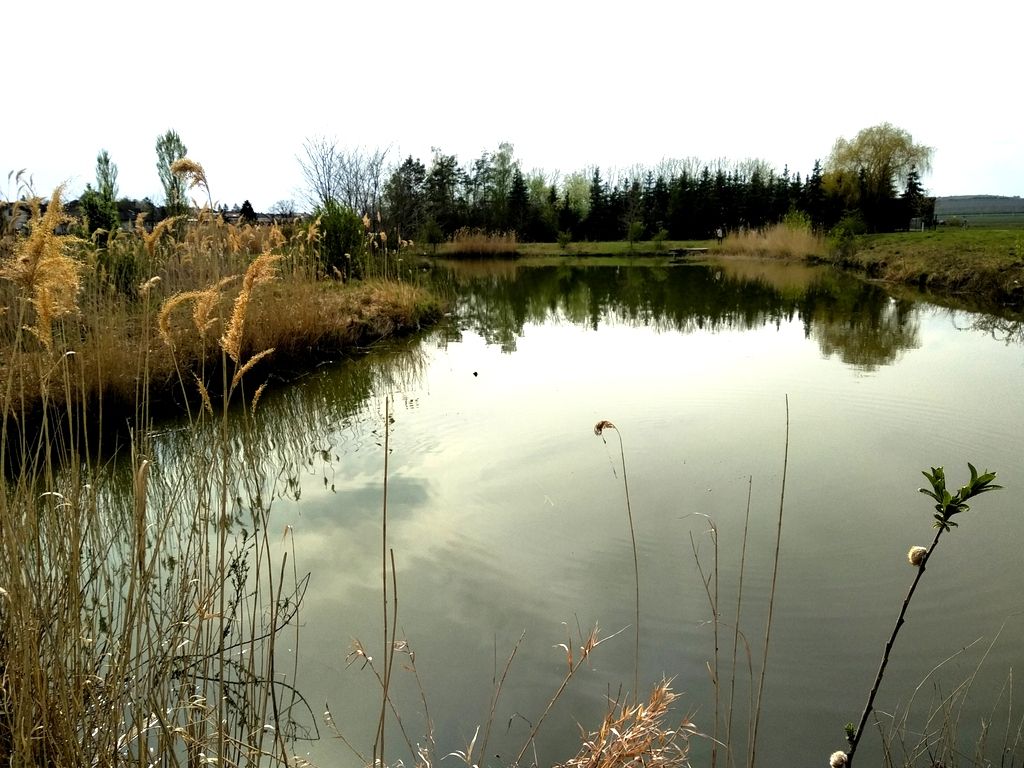 Malé jazierko s trstinou a stromami v pozadí.