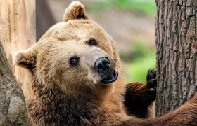 Tierpark_Haag_c_, © Johann Reichart