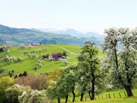 Blick von Ertl auf die Voralpen, &copy; weinfranz.at