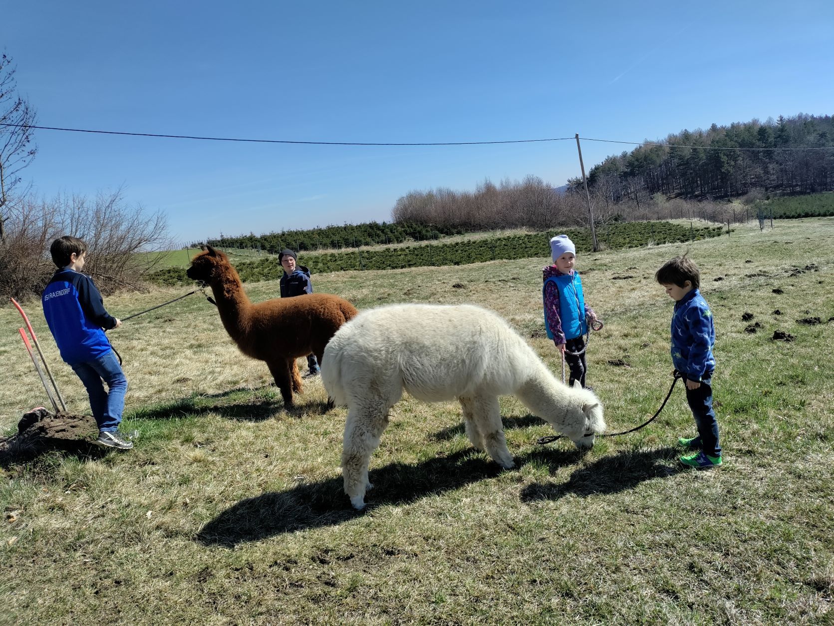 Deti vedú alpaky na prechádzku na lúku.