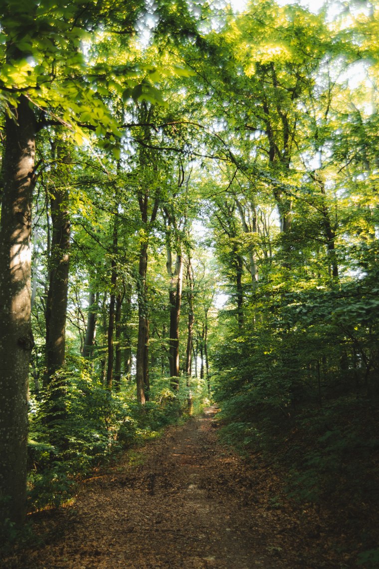 Stinné lesné cestičky., © Wienerwald Tourismus/Louis Geister