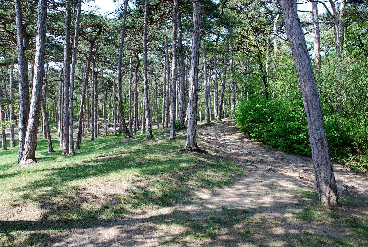 Lesná časť v kúpeľných záhradách Bad Vöslau