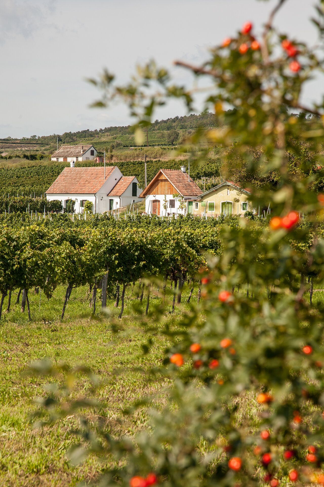 Hrad Stetteldorf sa týči na okraji Wagramu