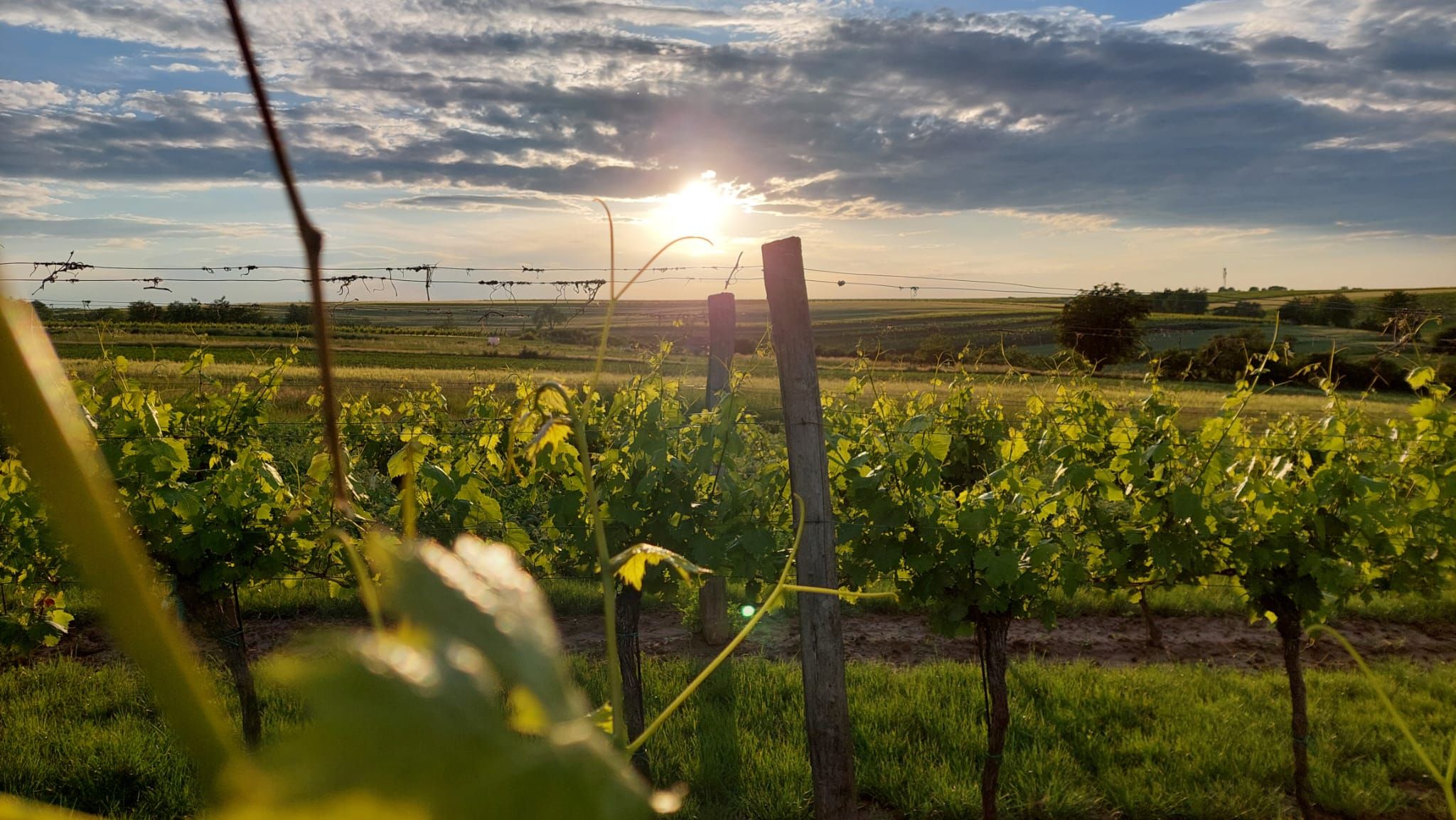 Západ slnka nad vinicou so zeleným viničom a zamračenou oblohou.