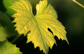Vine leaves, &copy; Weinviertel Tourismus / Christine Wurnig
