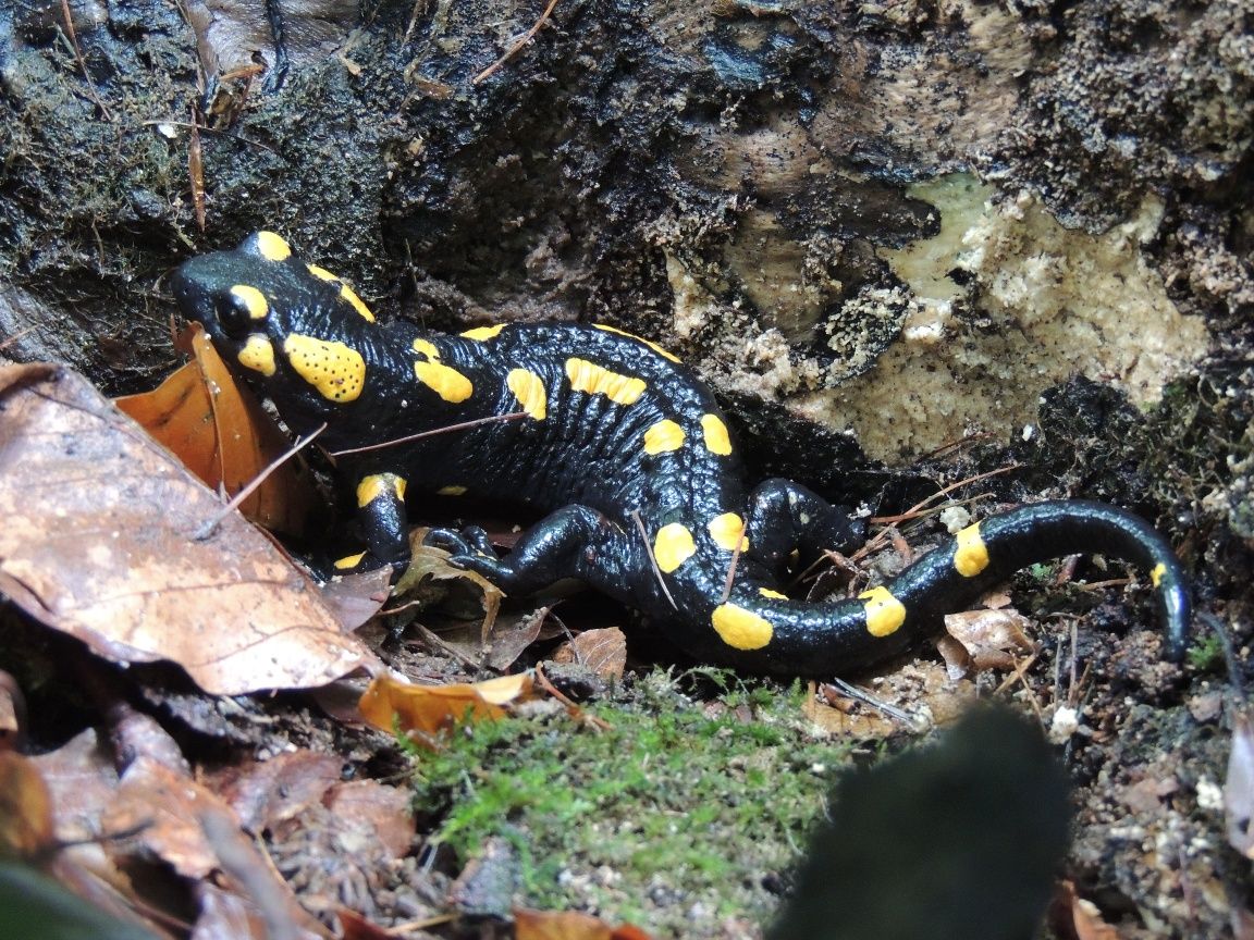 Salamandra ohnivá