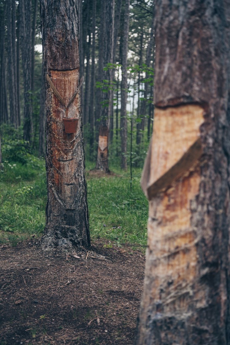 Nápadné smrekové stromy, © Niederösterreich Werbung/ Ian Ehm