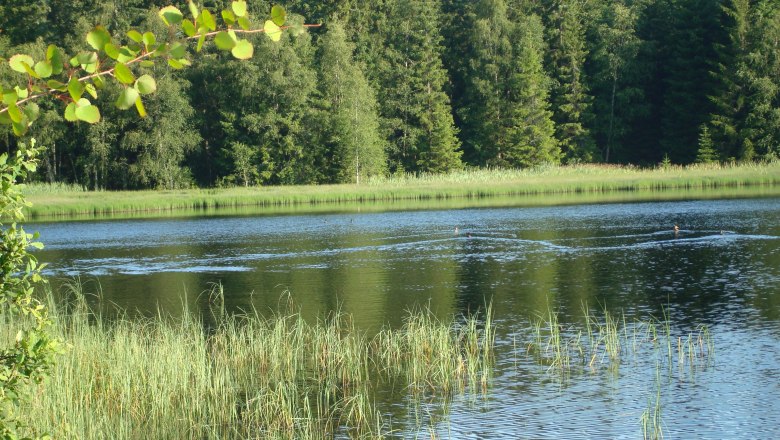 Bull pond, &copy; Manfred Grill