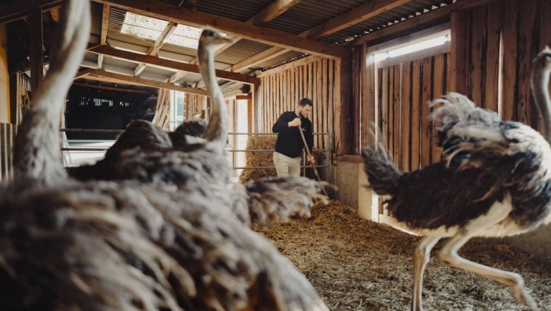 Ebner Ostrich Farm, &copy; Moststra&szlig;e, dochbodnliacht