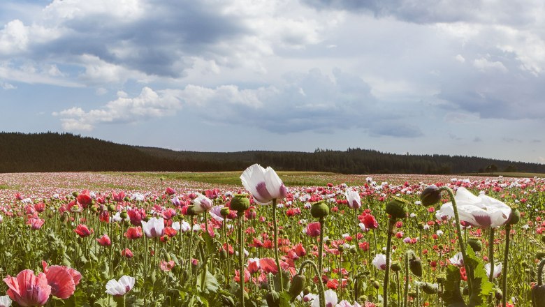 Waldviertel pri Mohndorf Armschlag, © Niederösterreich-Werbung/ M. Liebert