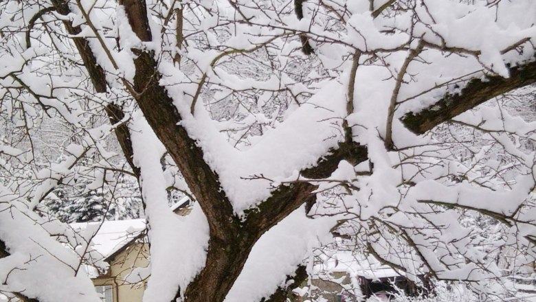 tree-in-winter, &copy; Kowalski