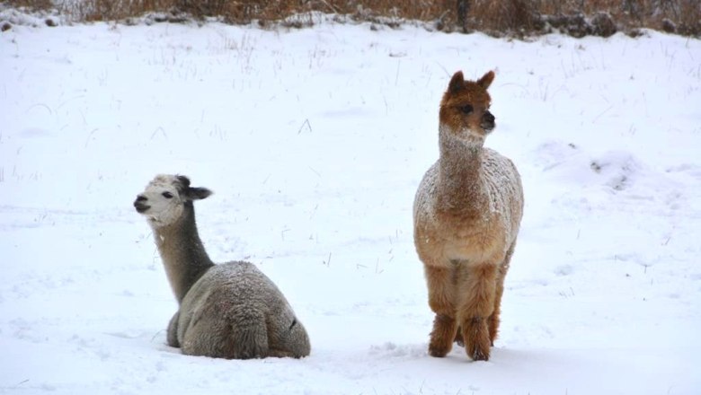 Alpacas, &copy; Crooked Creek Ranch Alpakas-Waldviertel