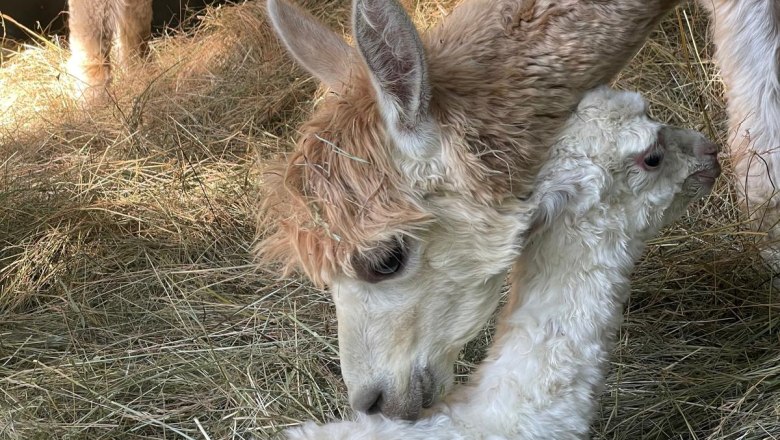 Alpakahof Klosterneuburg, &copy; Alpakahof Klosterneuburg